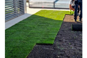 Gardening Jobs to Prioritise this Summer