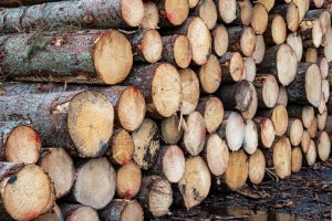 Timber Grading Explained: Understanding Quality and Strength Ratings