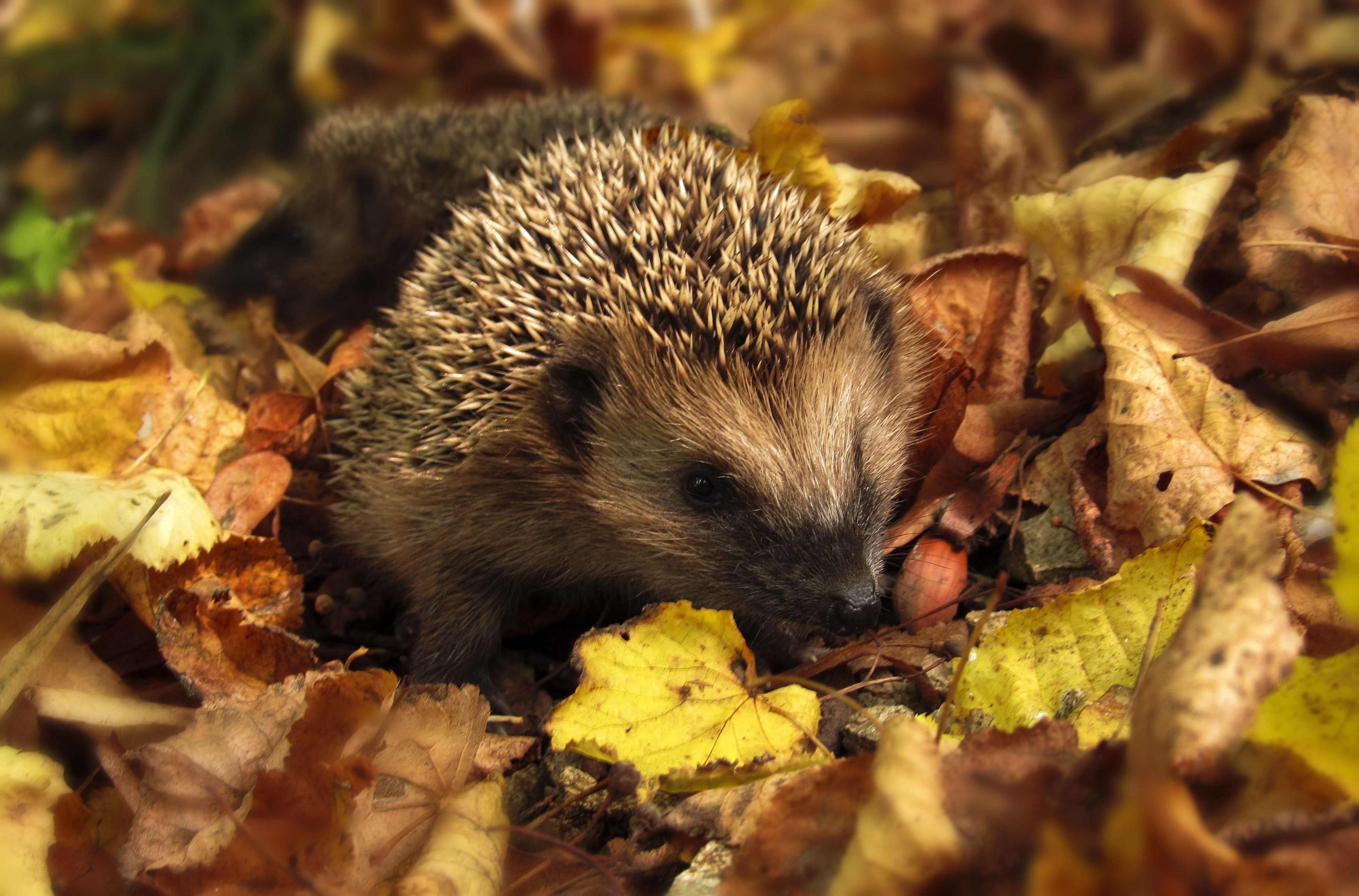 Hedgehog-in-Autumnal-Garden